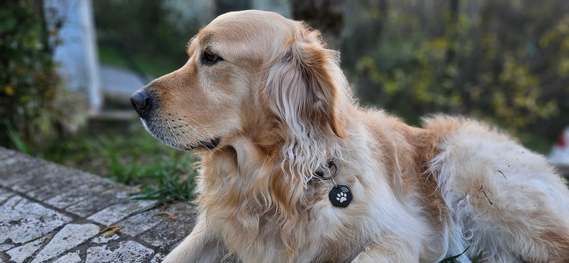 Golden Retriever di profilo con tag patME al collare